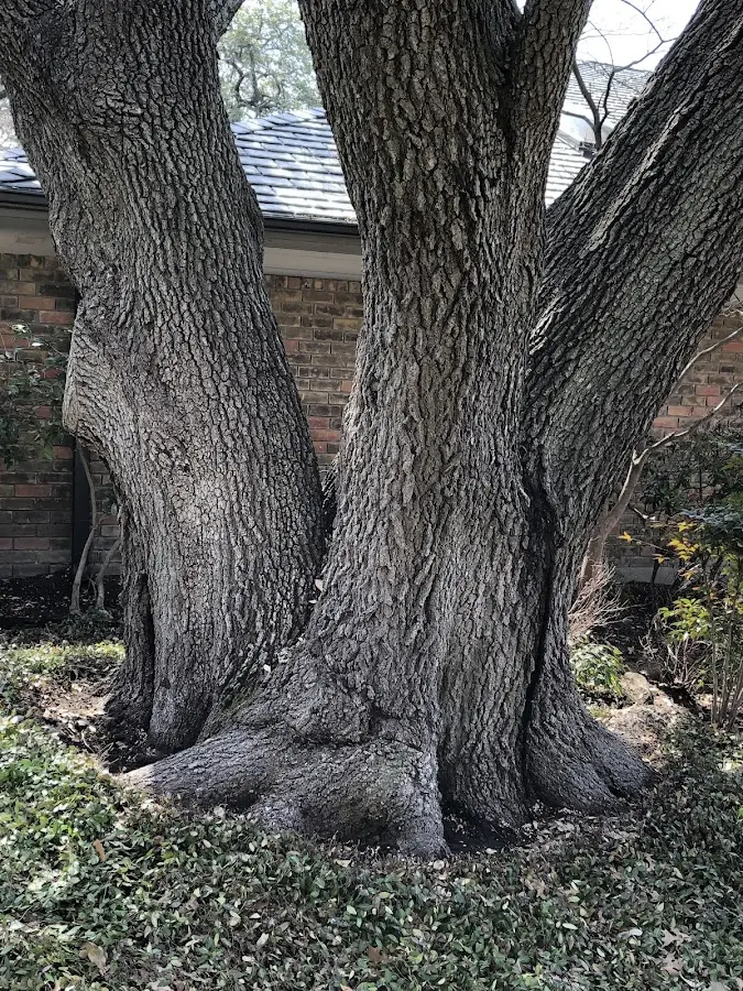 Mature heritage tree close to a Westhampton property cared for by certified arborists